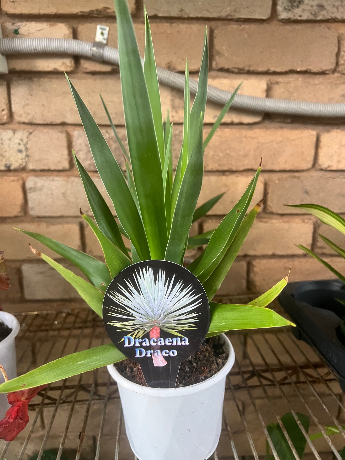 Dragon Tree (Dracaena draco)