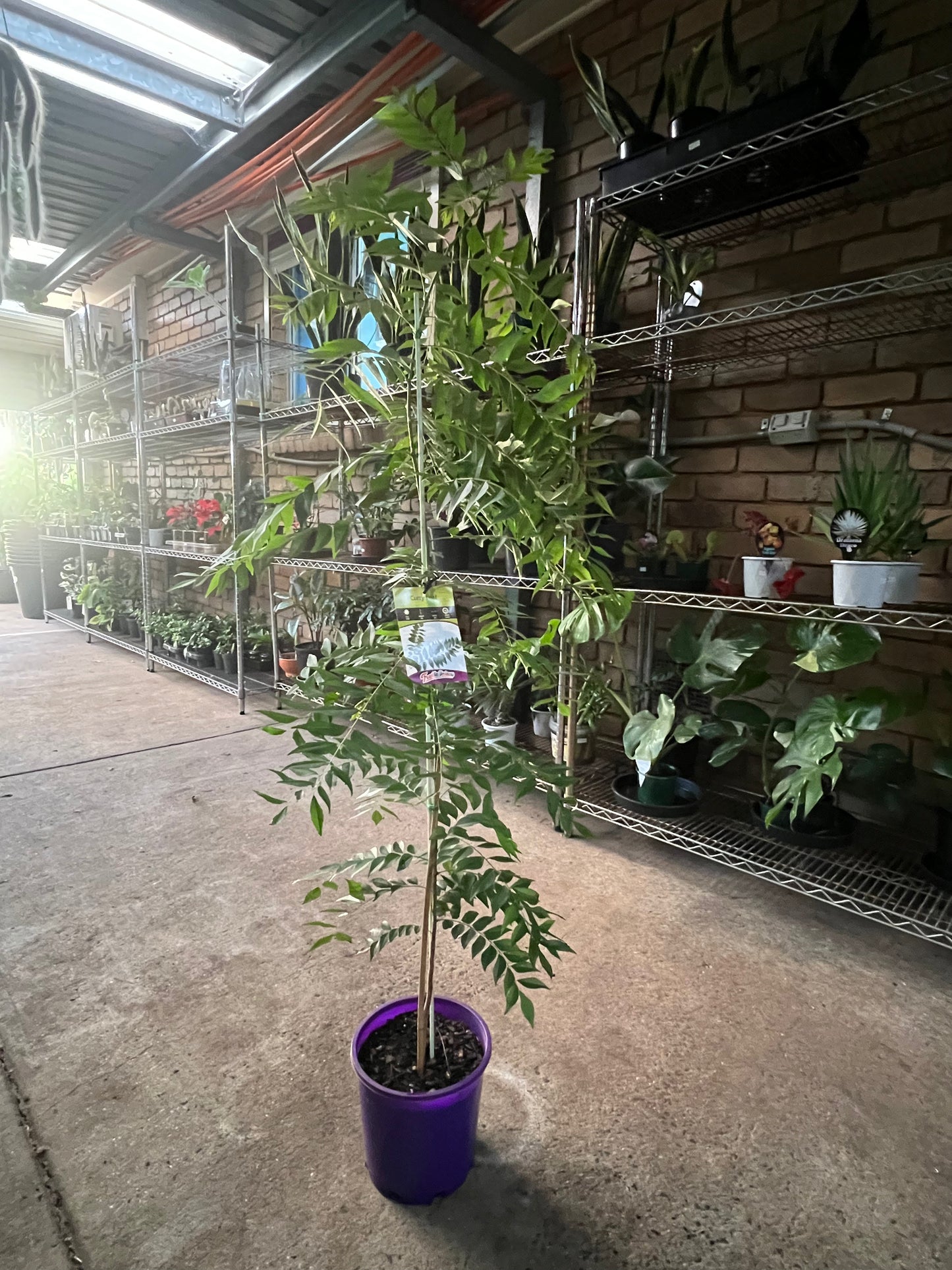 Curry Plant - 1 Metre High