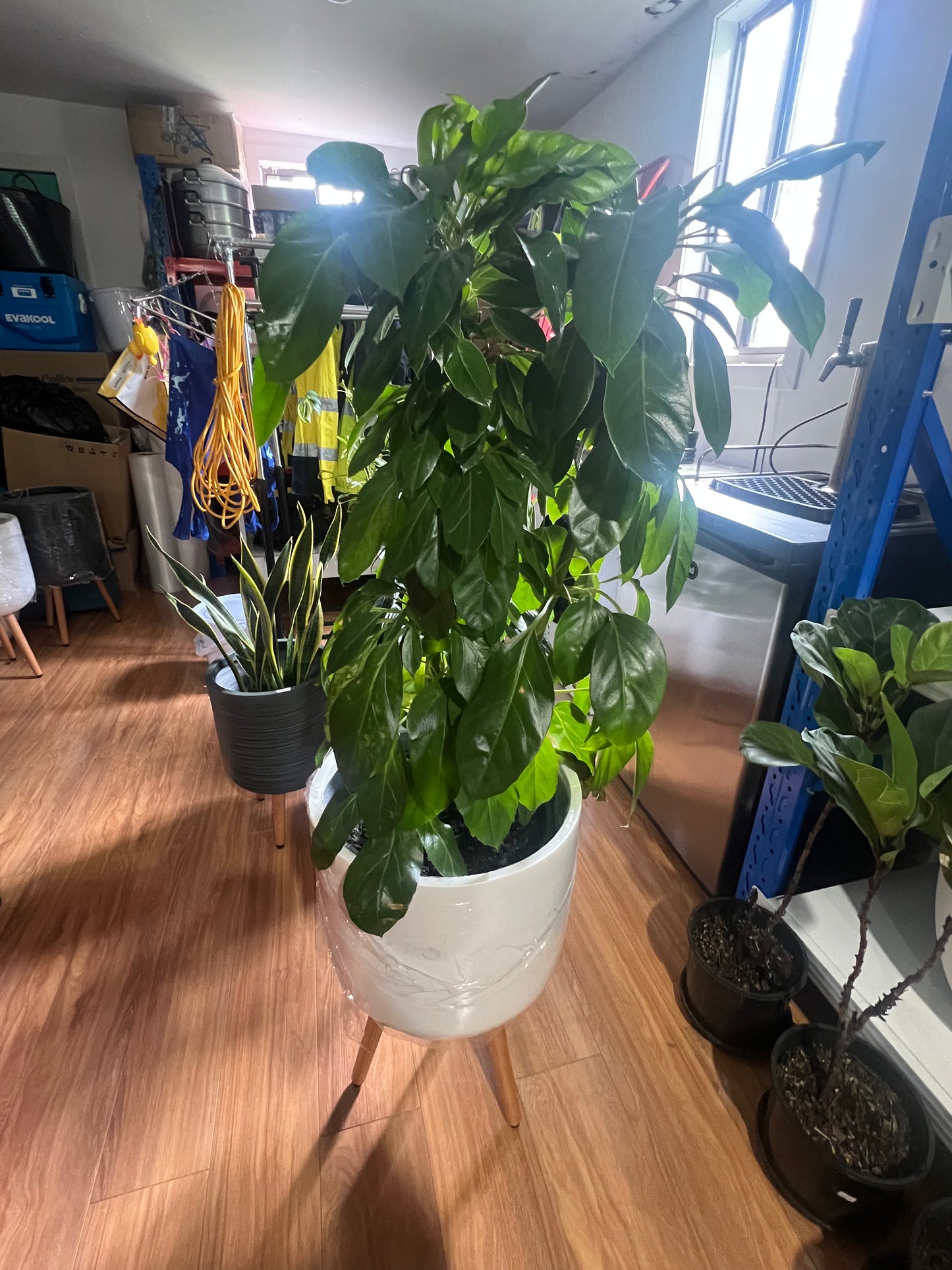 Large Schefflera Plant – Indoor Statement Plant in Decorative Pot