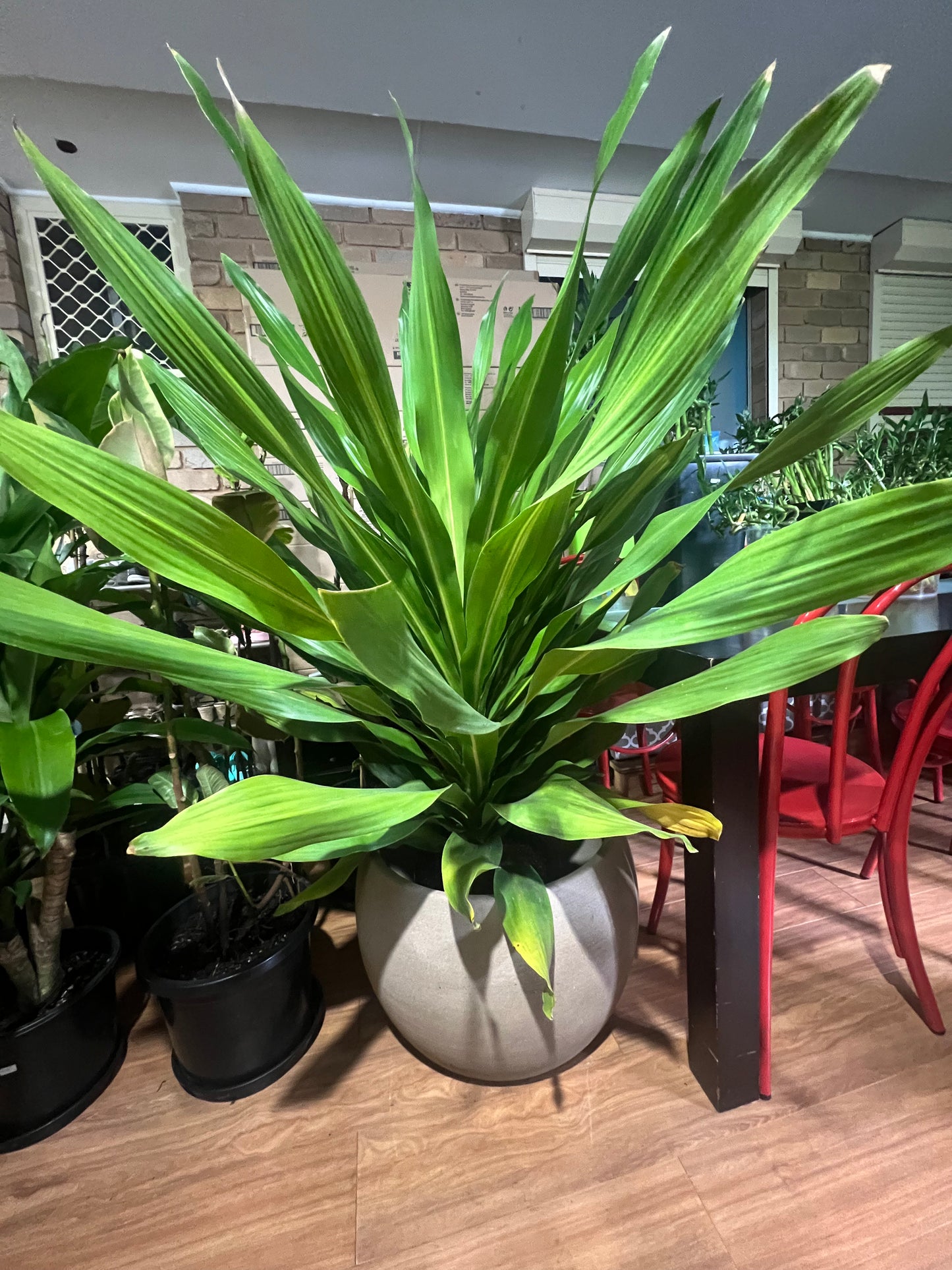 Large Dracaena Plant – Statement Indoor Plant in Decorative Pot