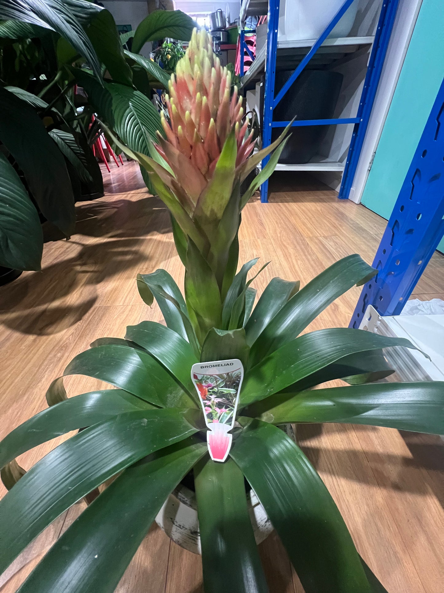 Blooming Bromeliad – Decorative Indoor Plant in Pot