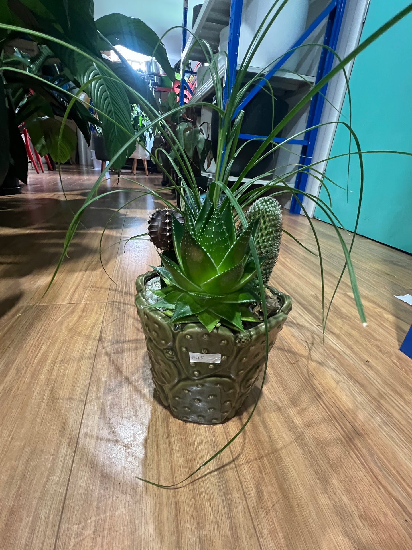 mixed cactus and succulent arrangement
