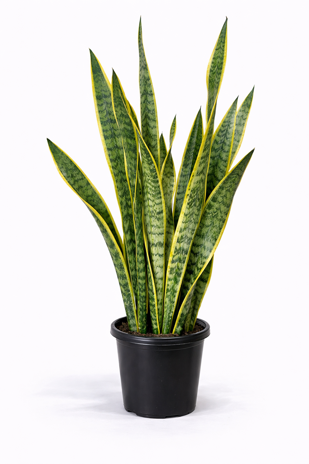 Snake Plant in White Pot – Easy Care Indoor Plant