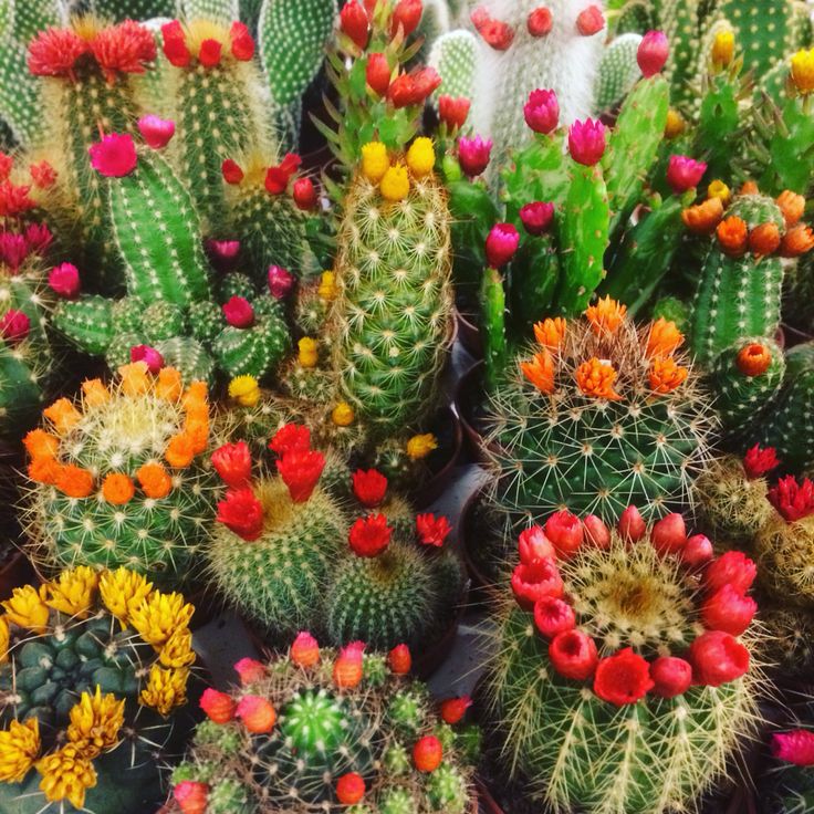 Cactus