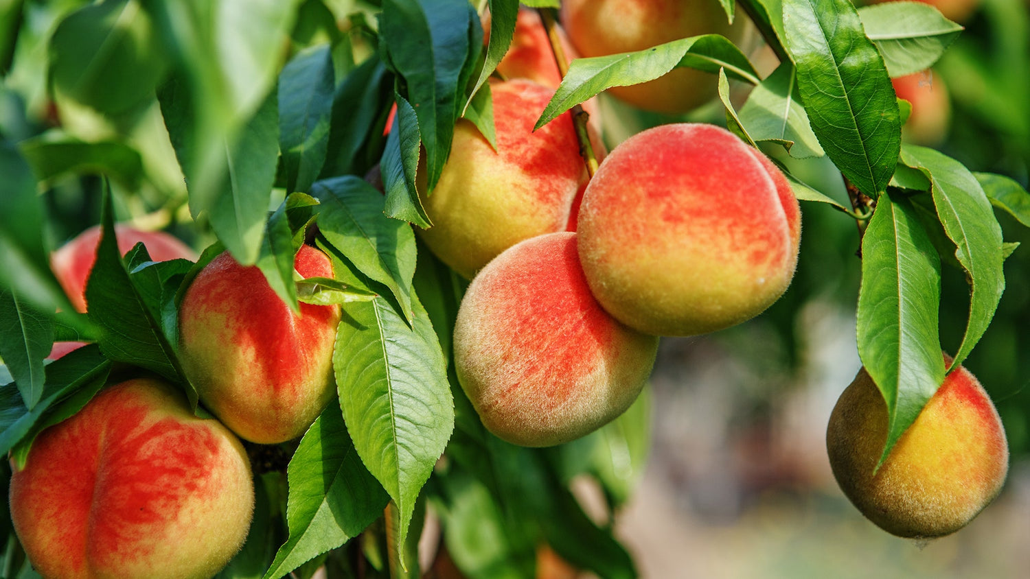 Fruit tree