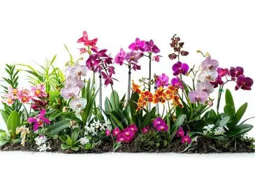 Orchid