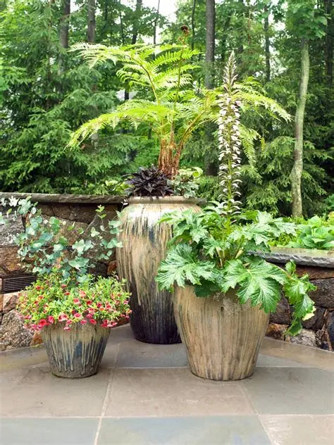 Outdoor Plant