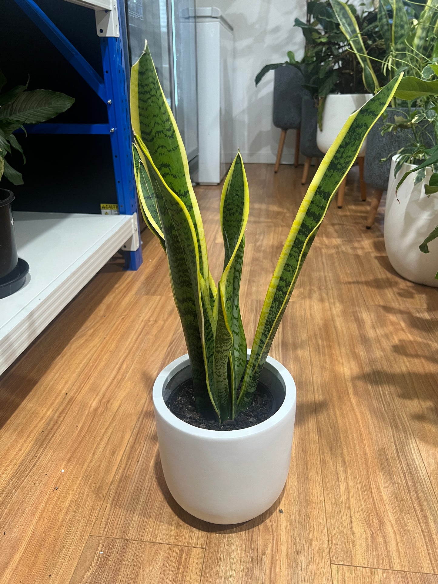 Snake Plant (Indoor Air Purifying Plant)
