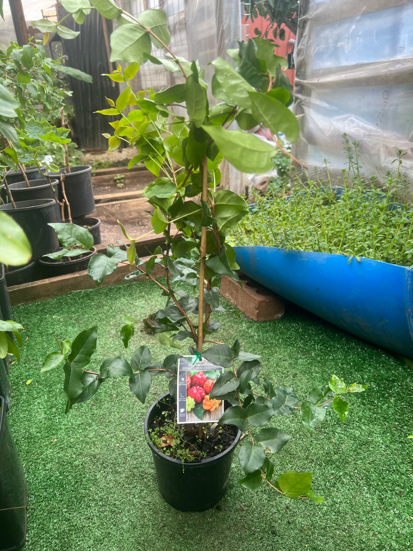Brazilian Cherry Plant – Healthy Fruit Tree