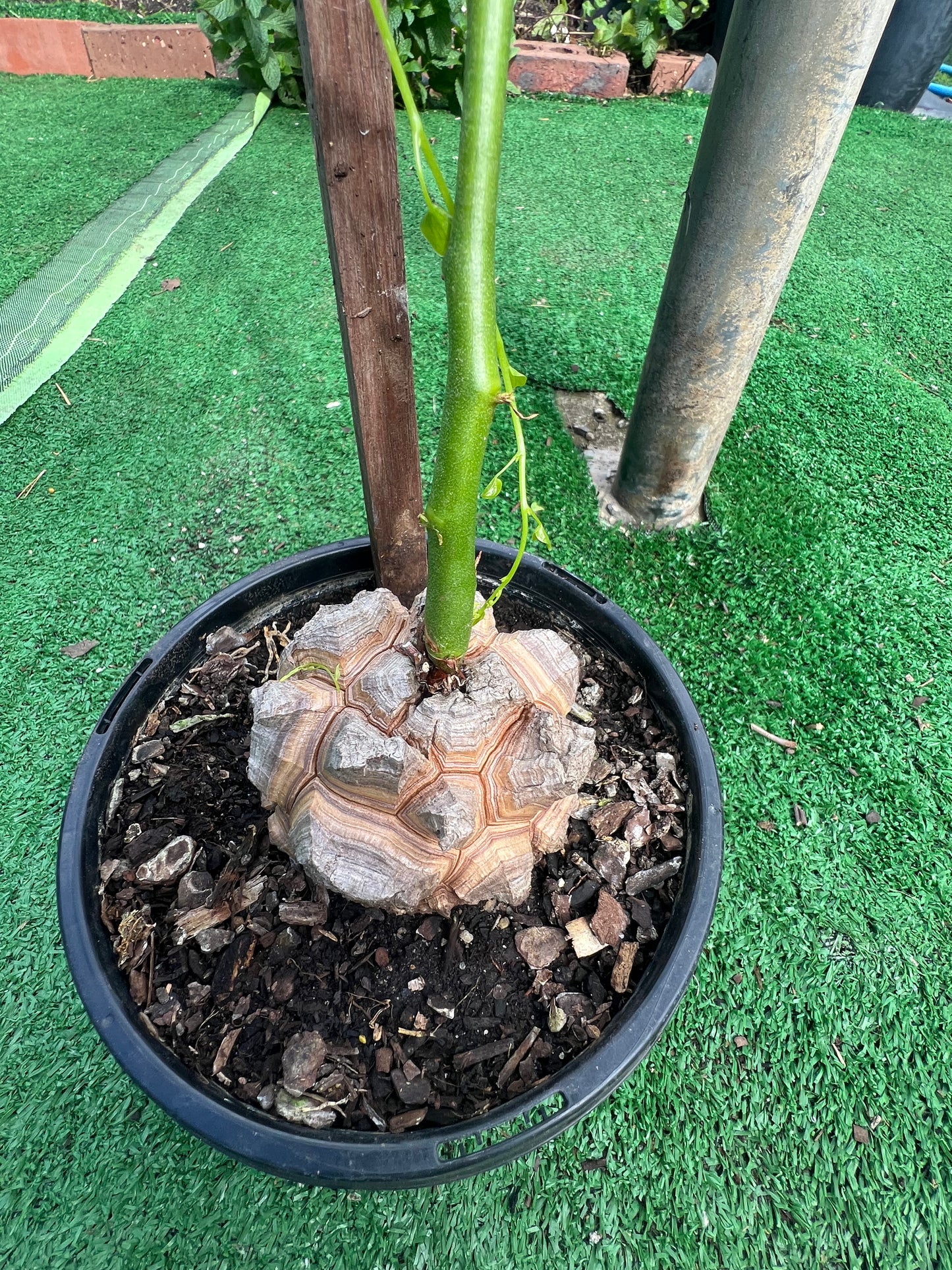 Elephant Foot Plant – Rare Caudex Vine in Pot