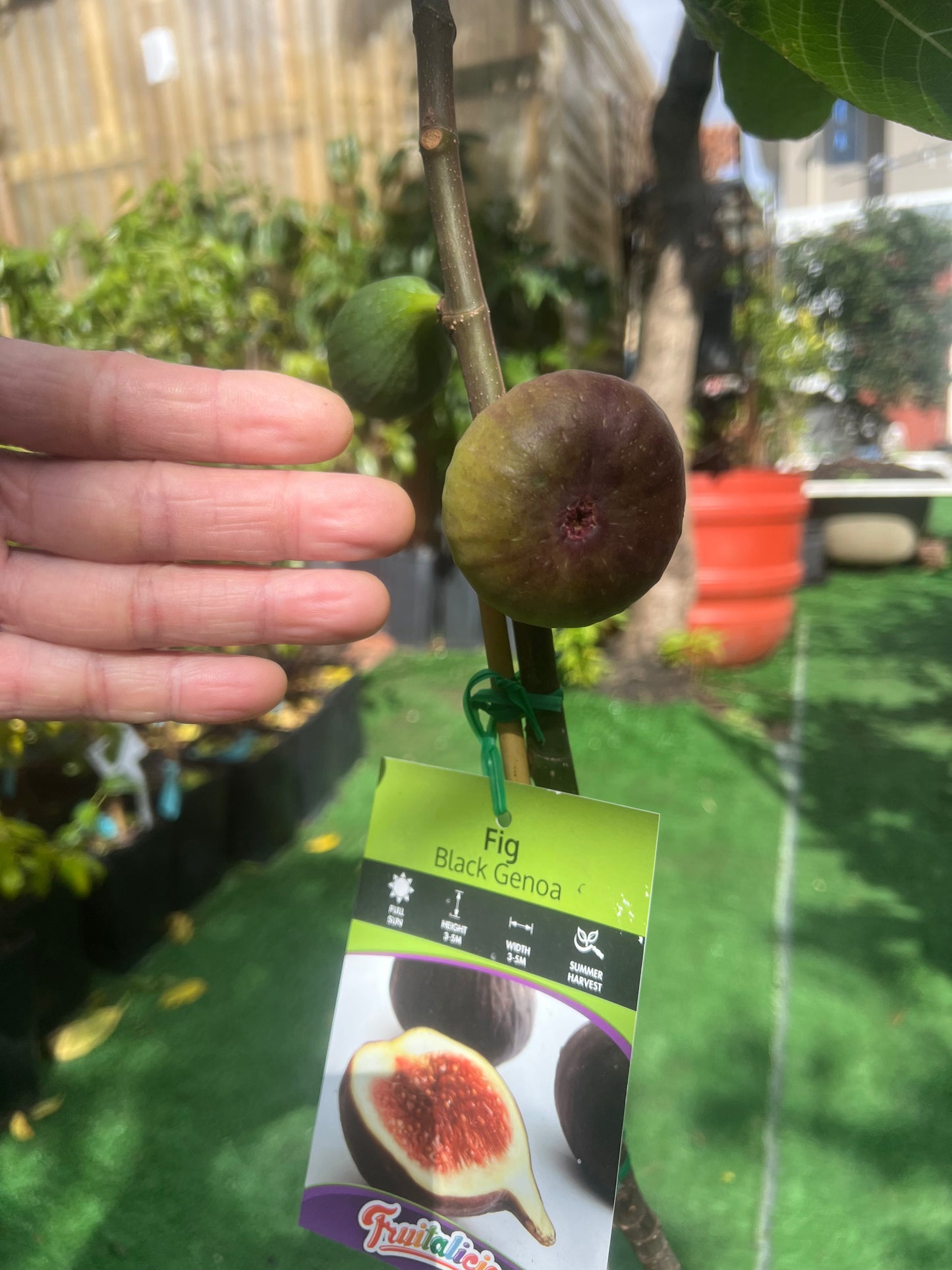 Black Genoa Fig Tree – Fruiting Fig Plant