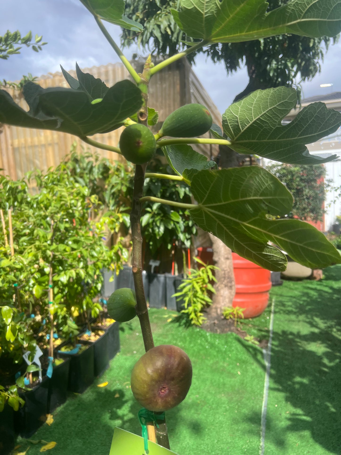 Black Genoa Fig Tree – Fruiting Fig Plant