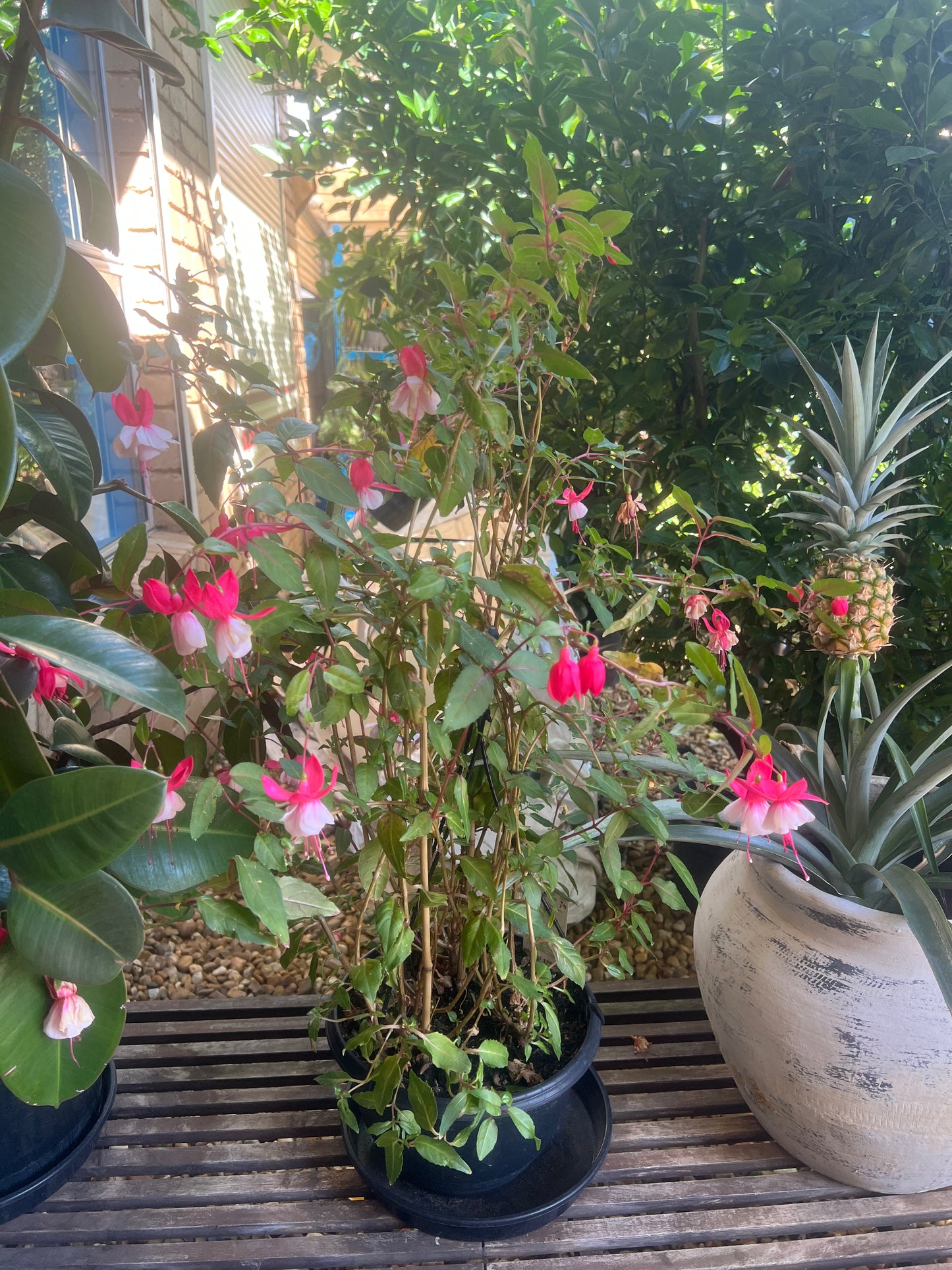 Fuchsia Plant – Flowering Potted Plant