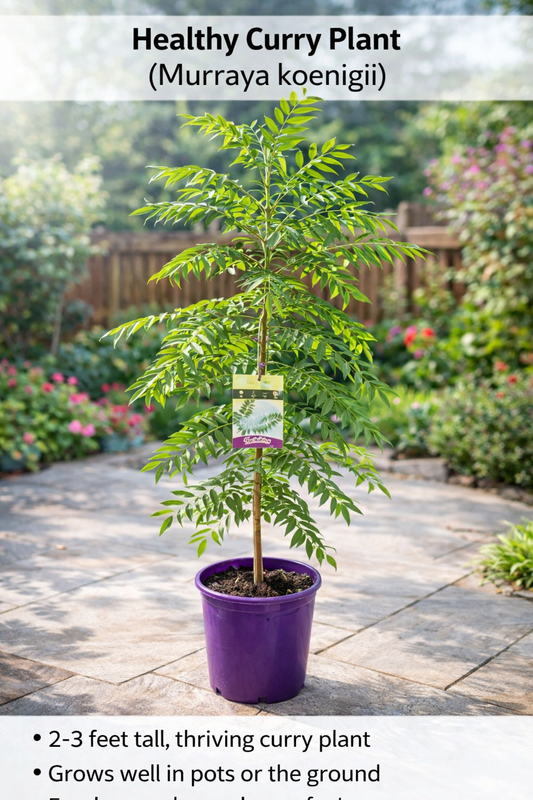 Curry Plant - 1 Metre High
