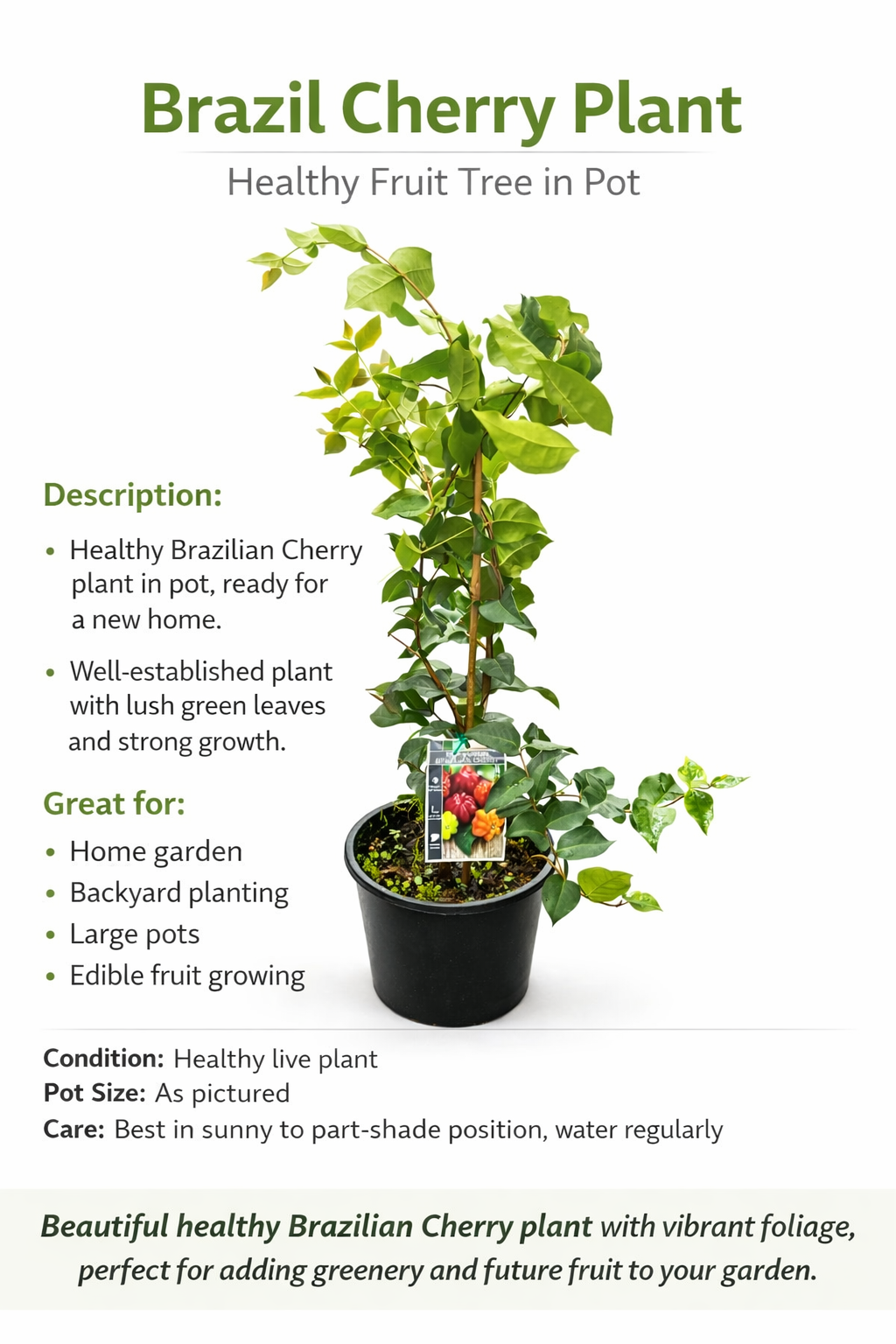 Brazilian Cherry Plant – Healthy Fruit Tree