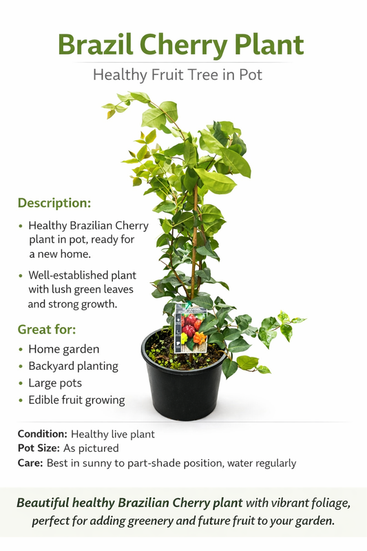 Brazilian Cherry Plant – Healthy Fruit Tree