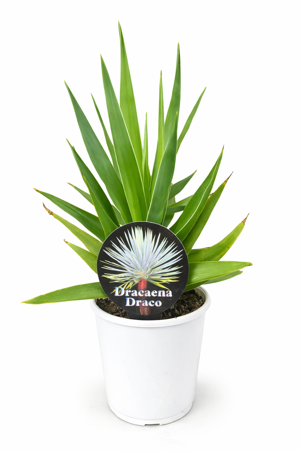 Dragon Tree (Dracaena draco)