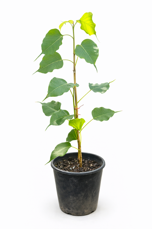 Seed-Grown Hass Avocado – Healthy Young Plant in Pot