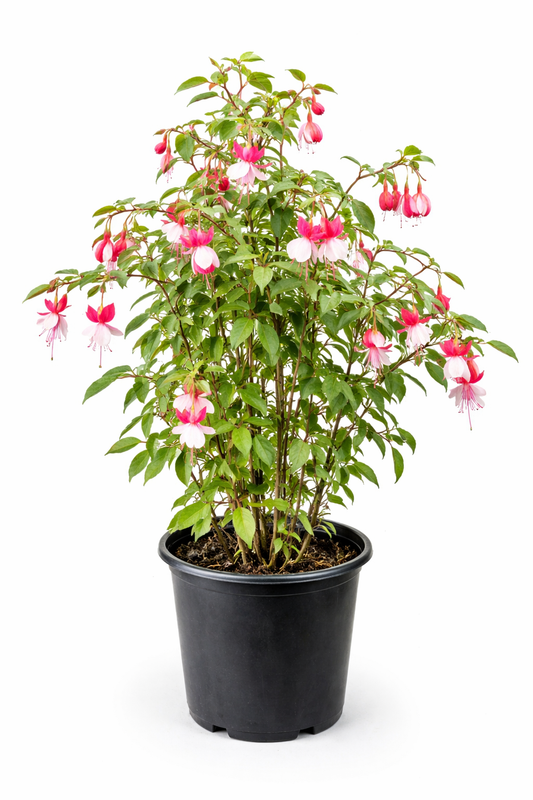 Fuchsia Plant – Flowering Potted Plant