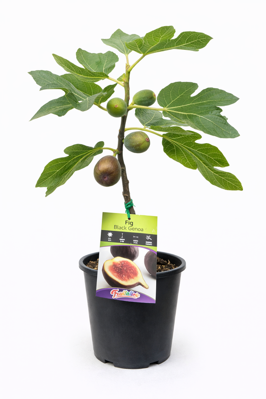 Black Genoa Fig Tree – Fruiting Fig Plant