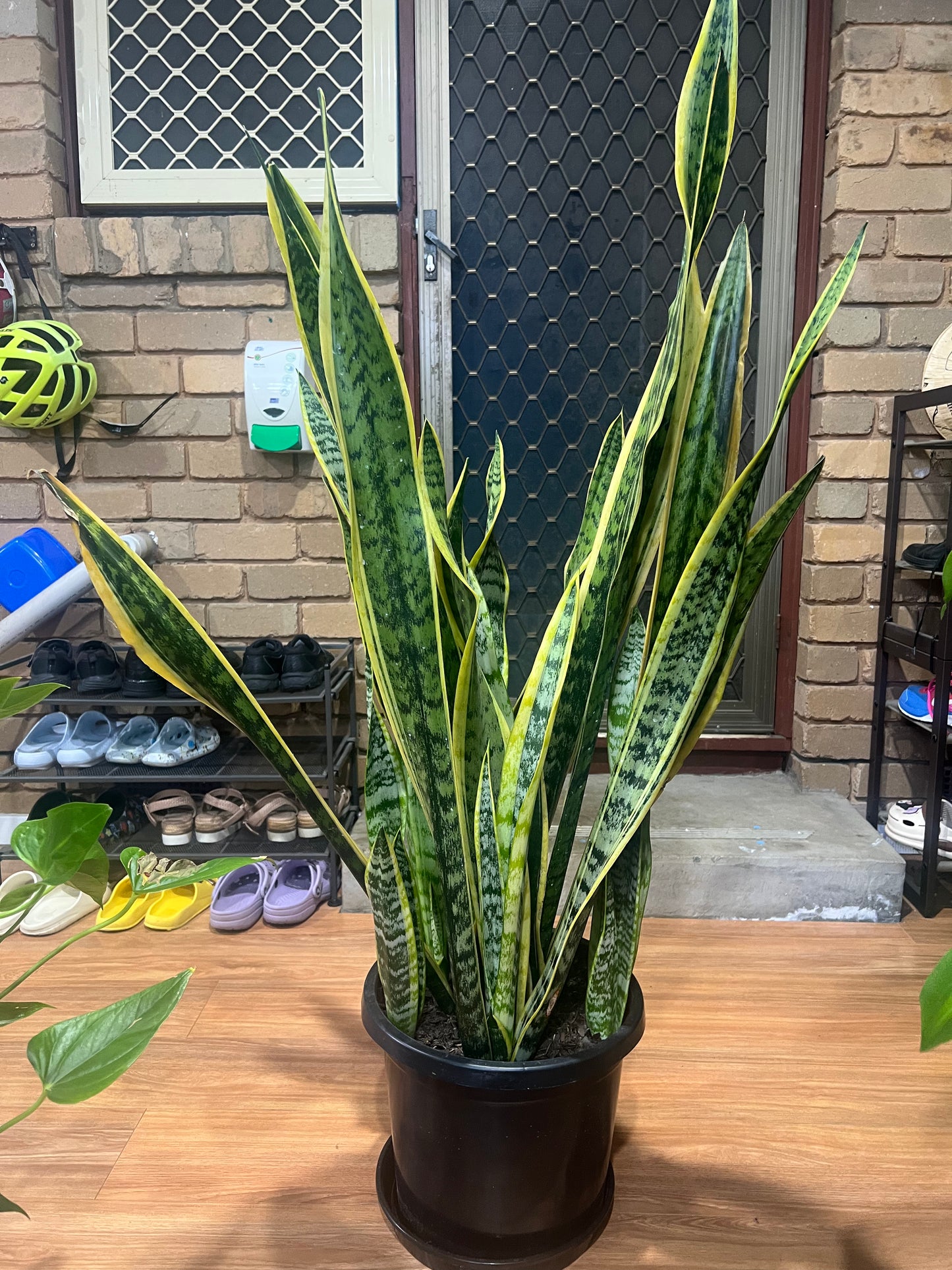 Large Snake Plant – Sansevieria in Pot