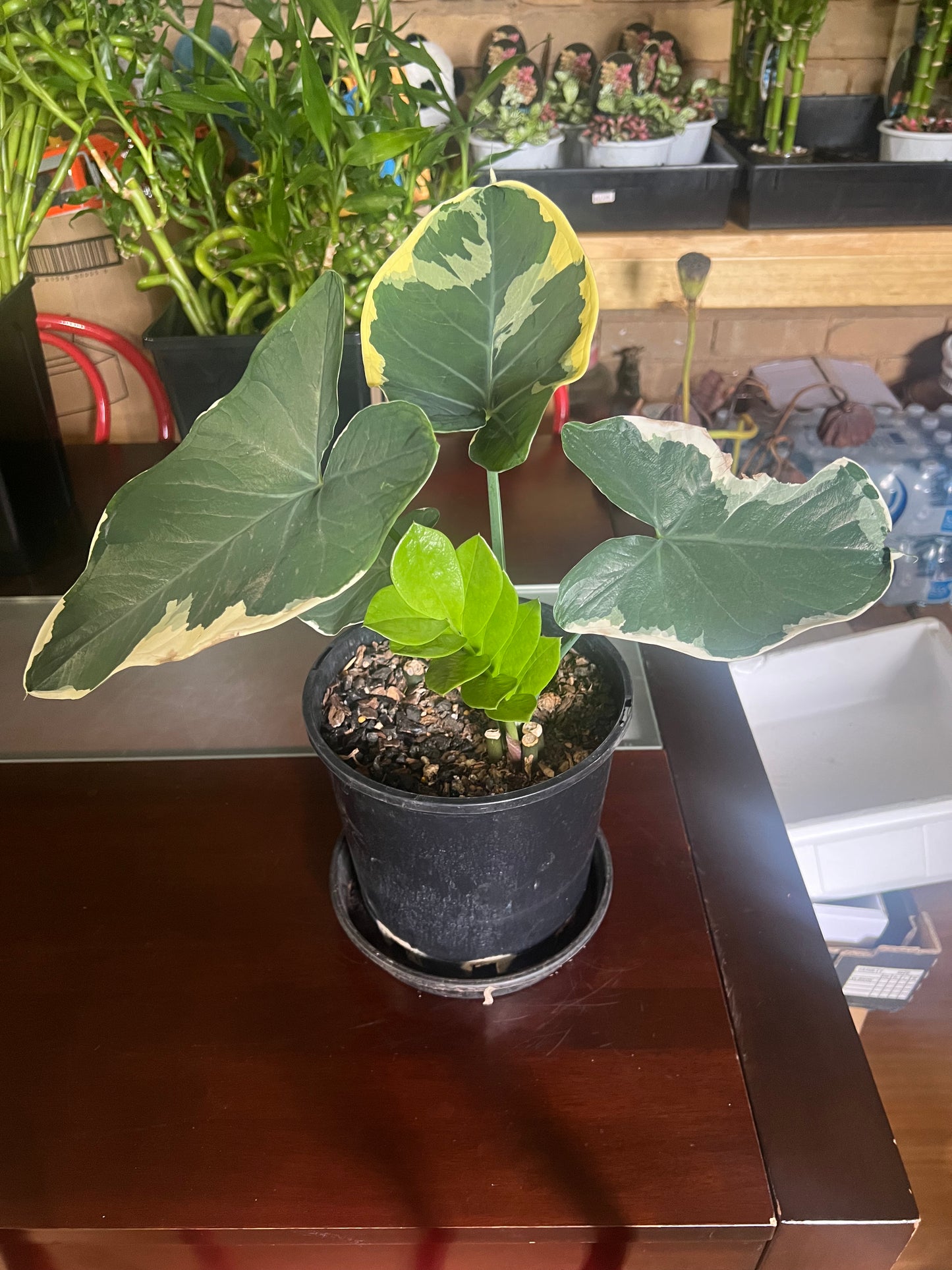 Mickey Mouse Plant – Variegated Tropical Plant in Pot