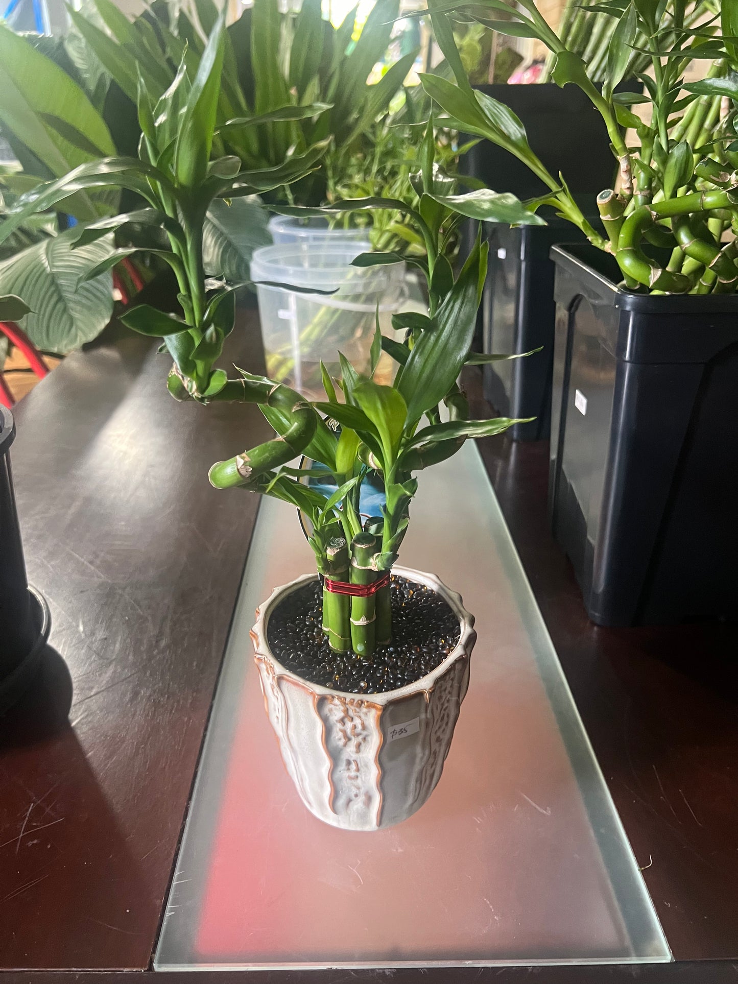 Lucky Bamboo  – Decorative Indoor Plant in Pot