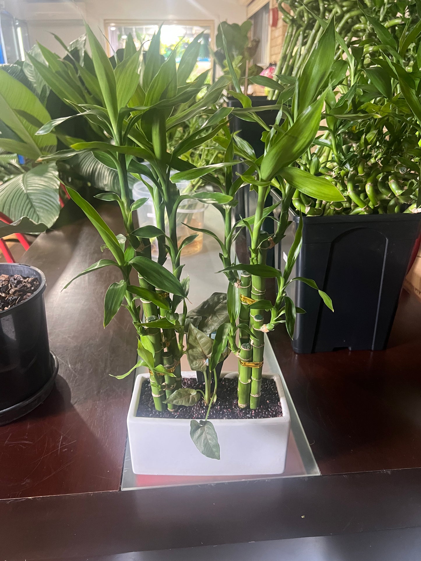 Lucky Bamboo  – Decorative Indoor Plant in Pot