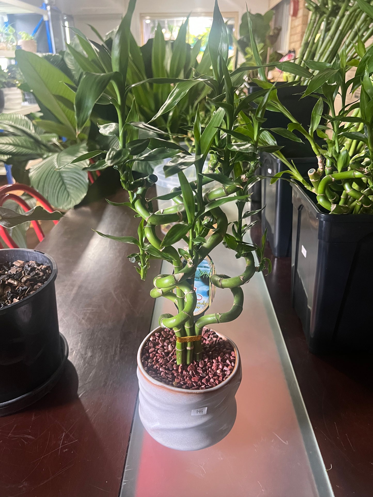 Lucky Bamboo  – Decorative Indoor Plant in Pot
