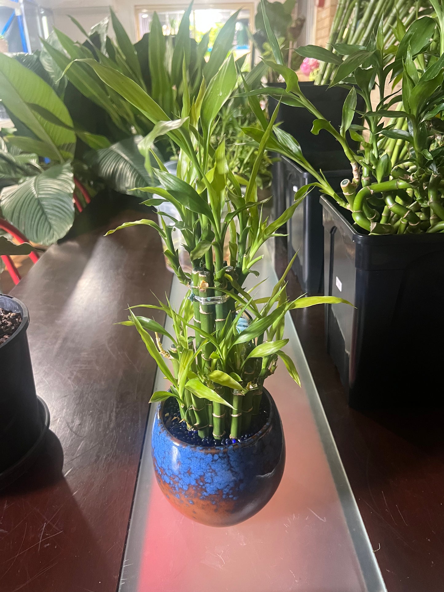 Lucky Bamboo Arrangement – Decorative Indoor Plant in Pot