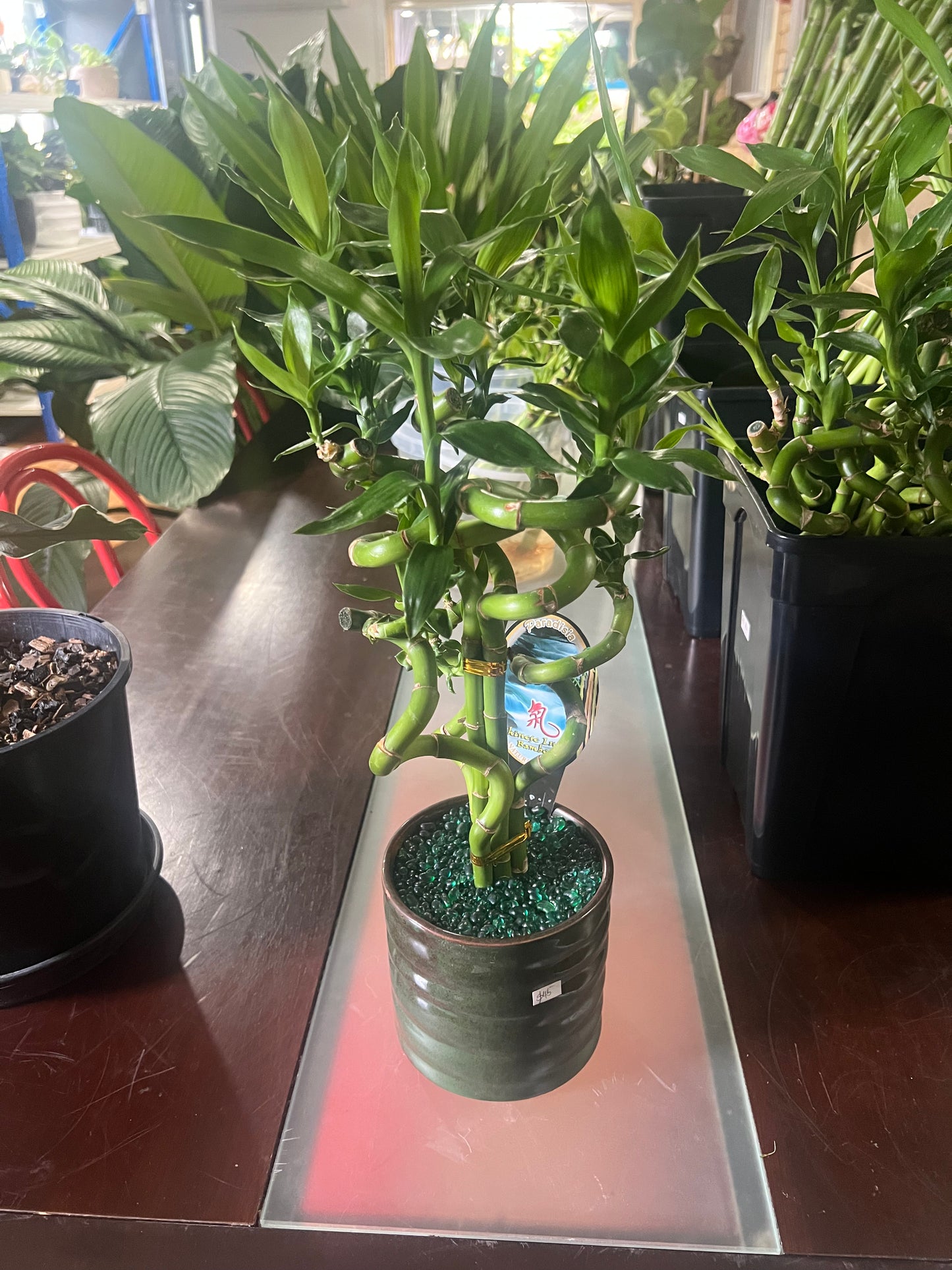 Lucky Bamboo Arrangement – Decorative Indoor Plant in Pot