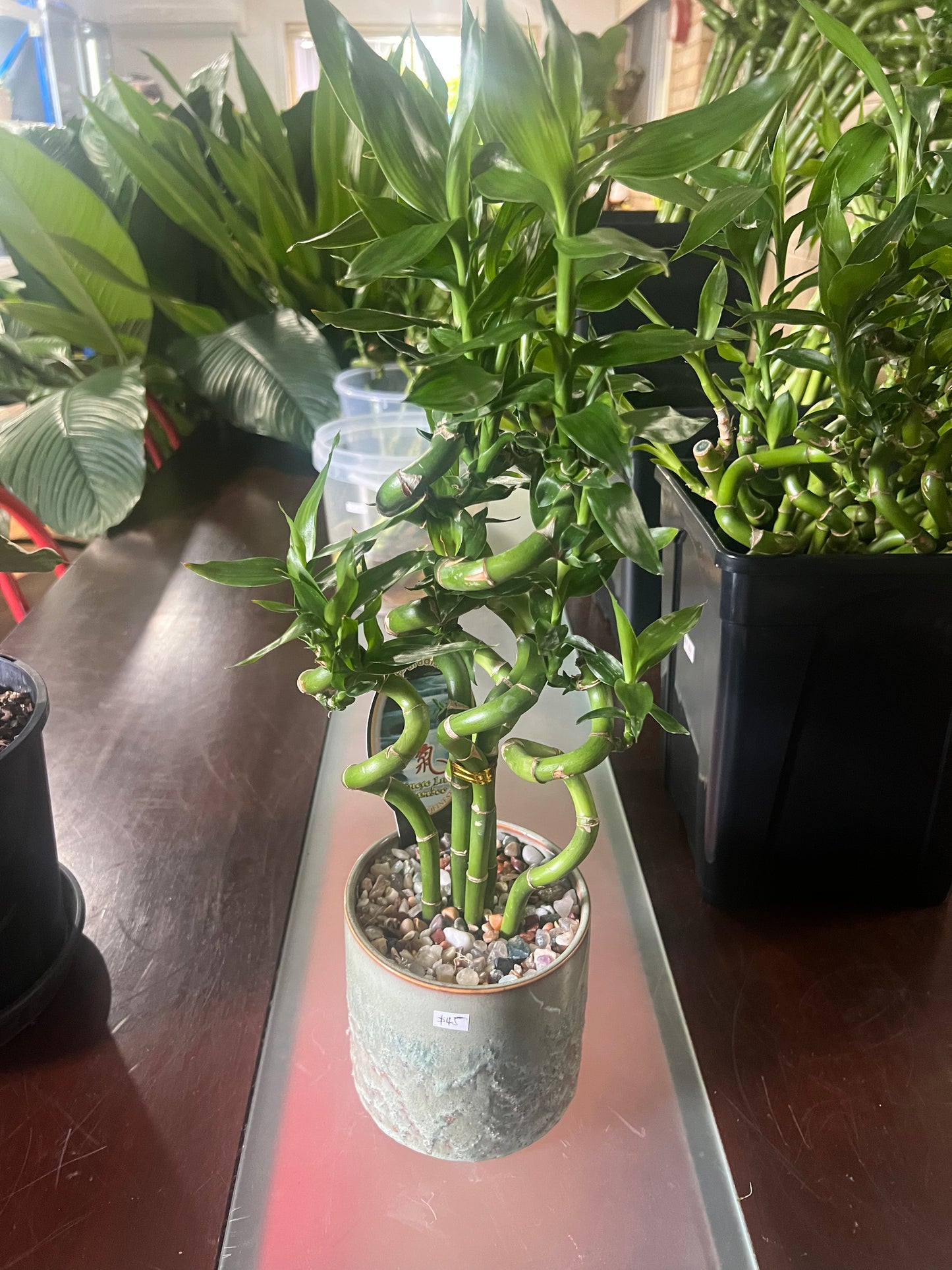 Lucky Bamboo Arrangement – Decorative Indoor Plant in Pot
