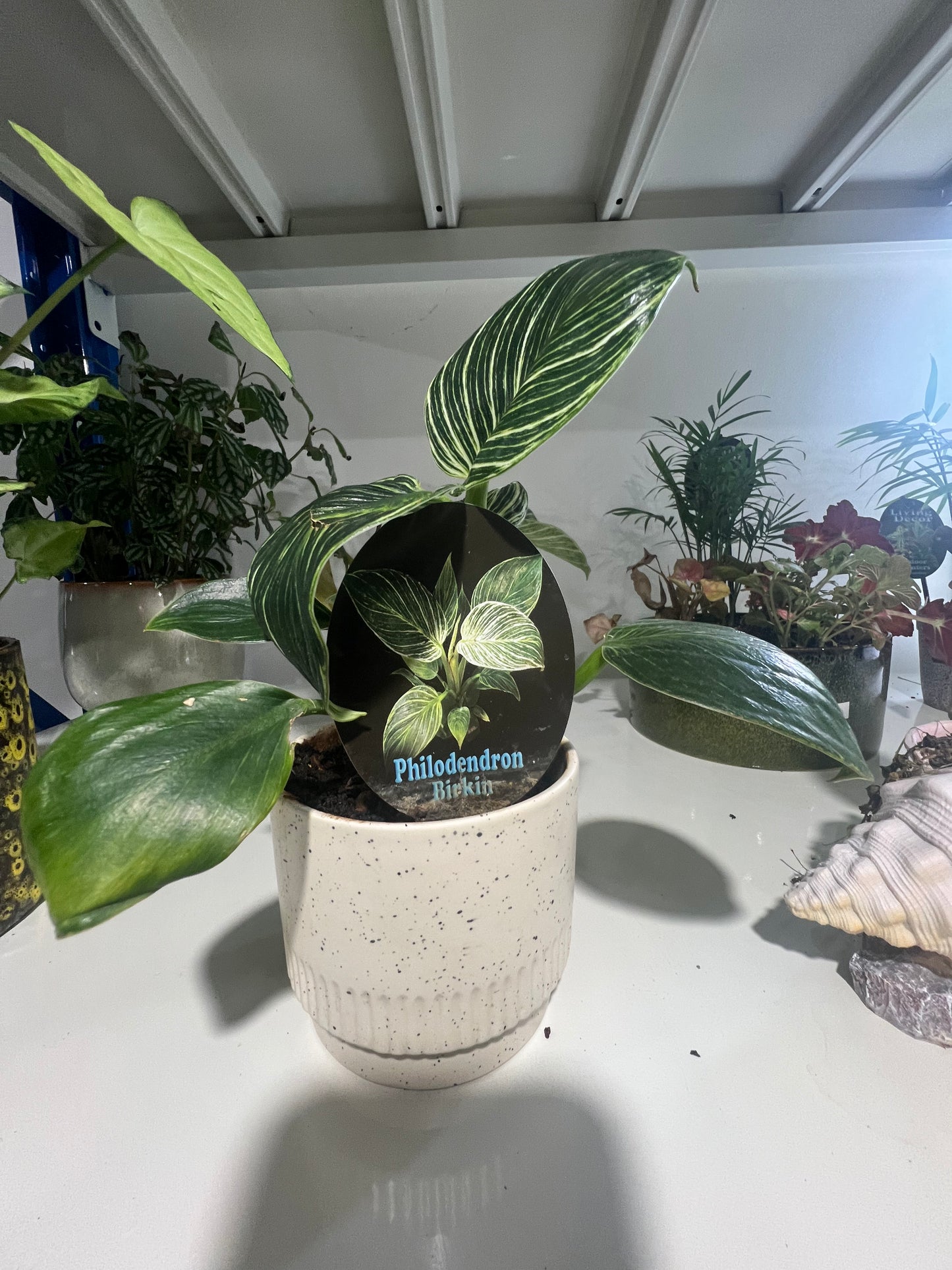Philodendron Birkin – Indoor Plant in Decorative Pot