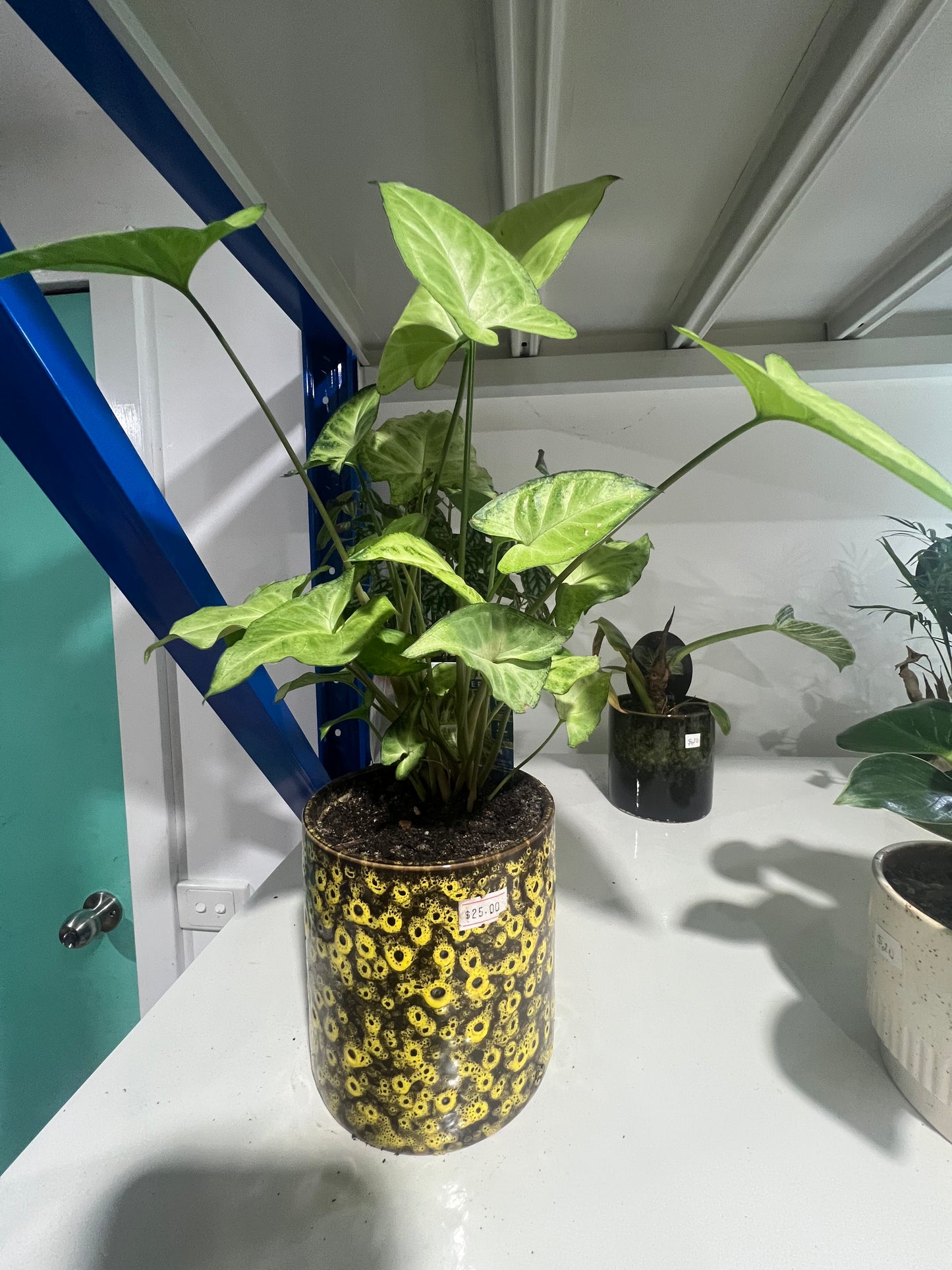 Arrowhead Plant (Syngonium) – Indoor Plant in Decorative Pot