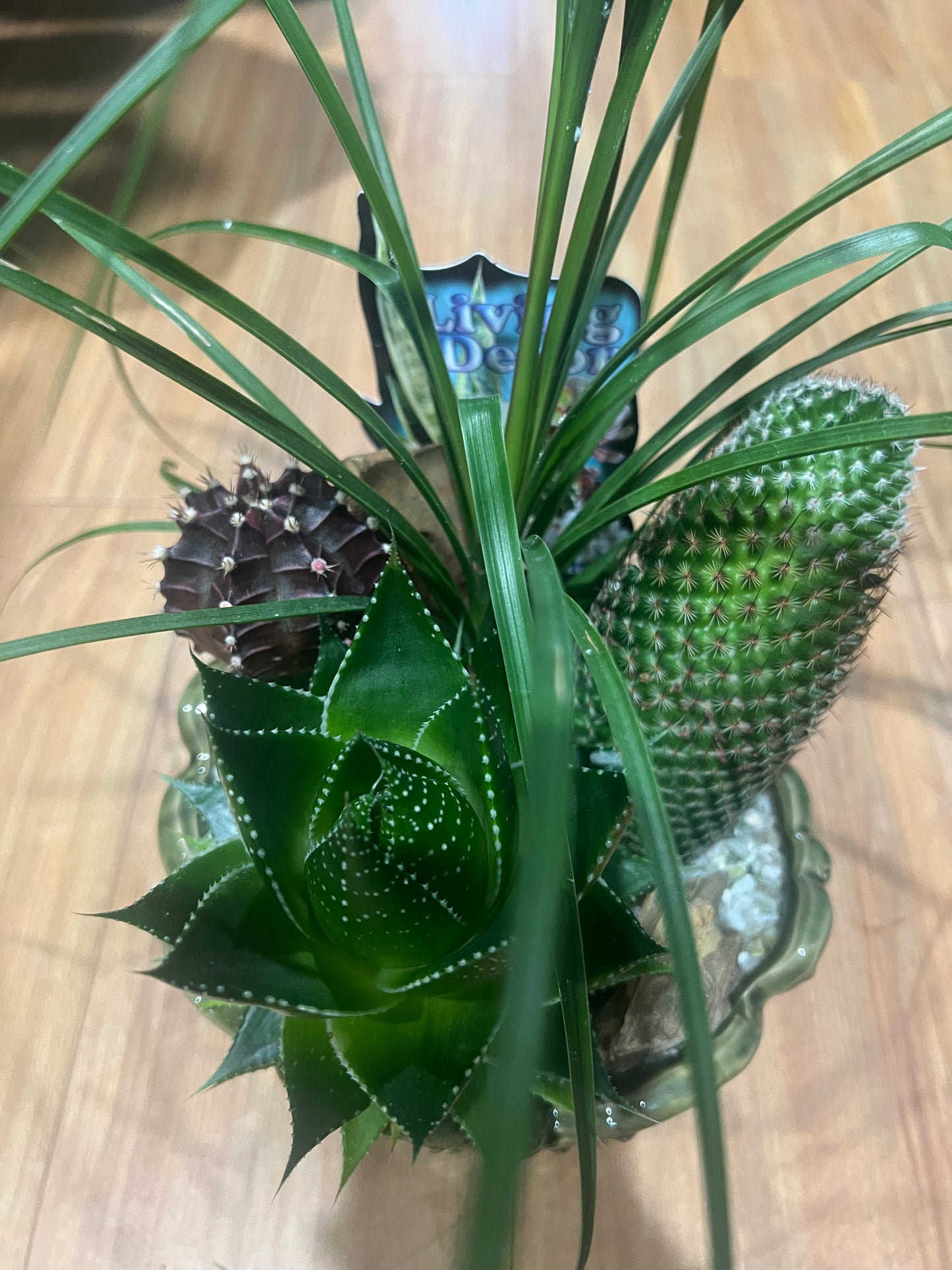 mixed cactus and succulent arrangement