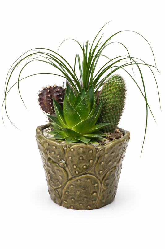 mixed cactus and succulent arrangement