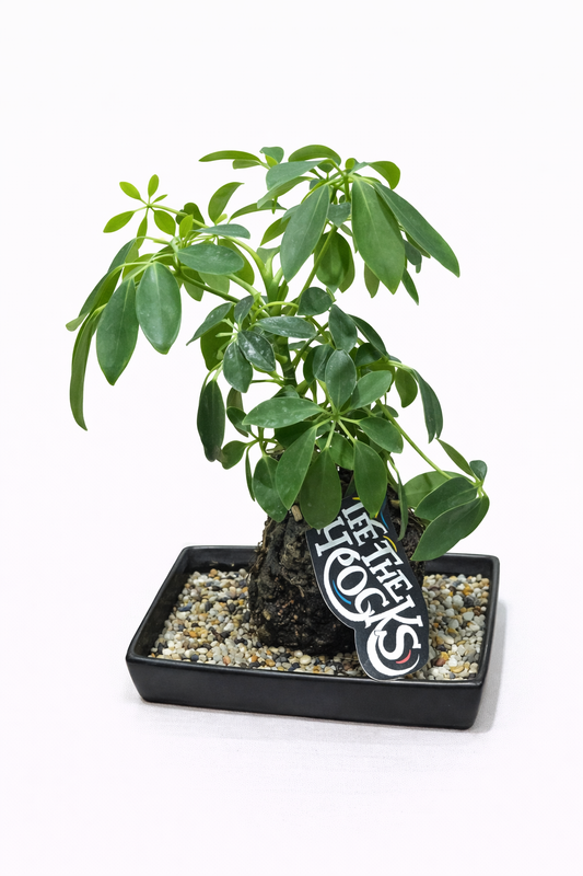 Mounted Staghorn Fern – Decorative Rock Display Plant