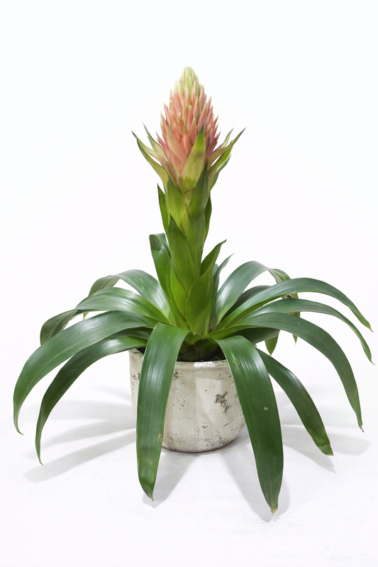 Blooming Bromeliad – Decorative Indoor Plant in Pot