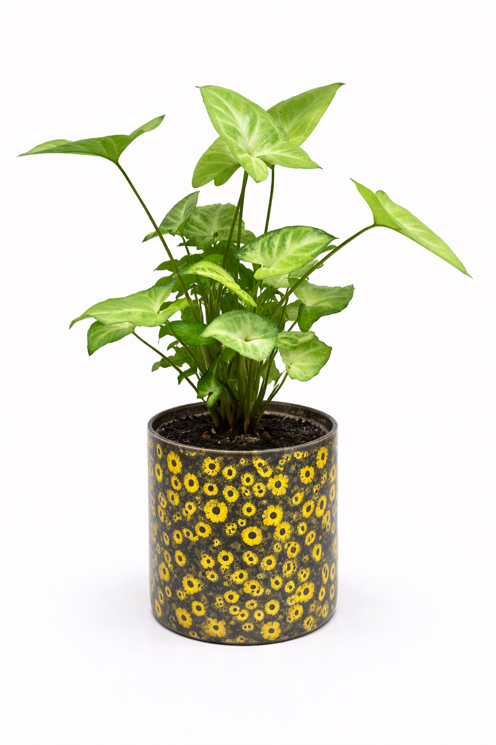 Arrowhead Plant (Syngonium) – Indoor Plant in Decorative Pot