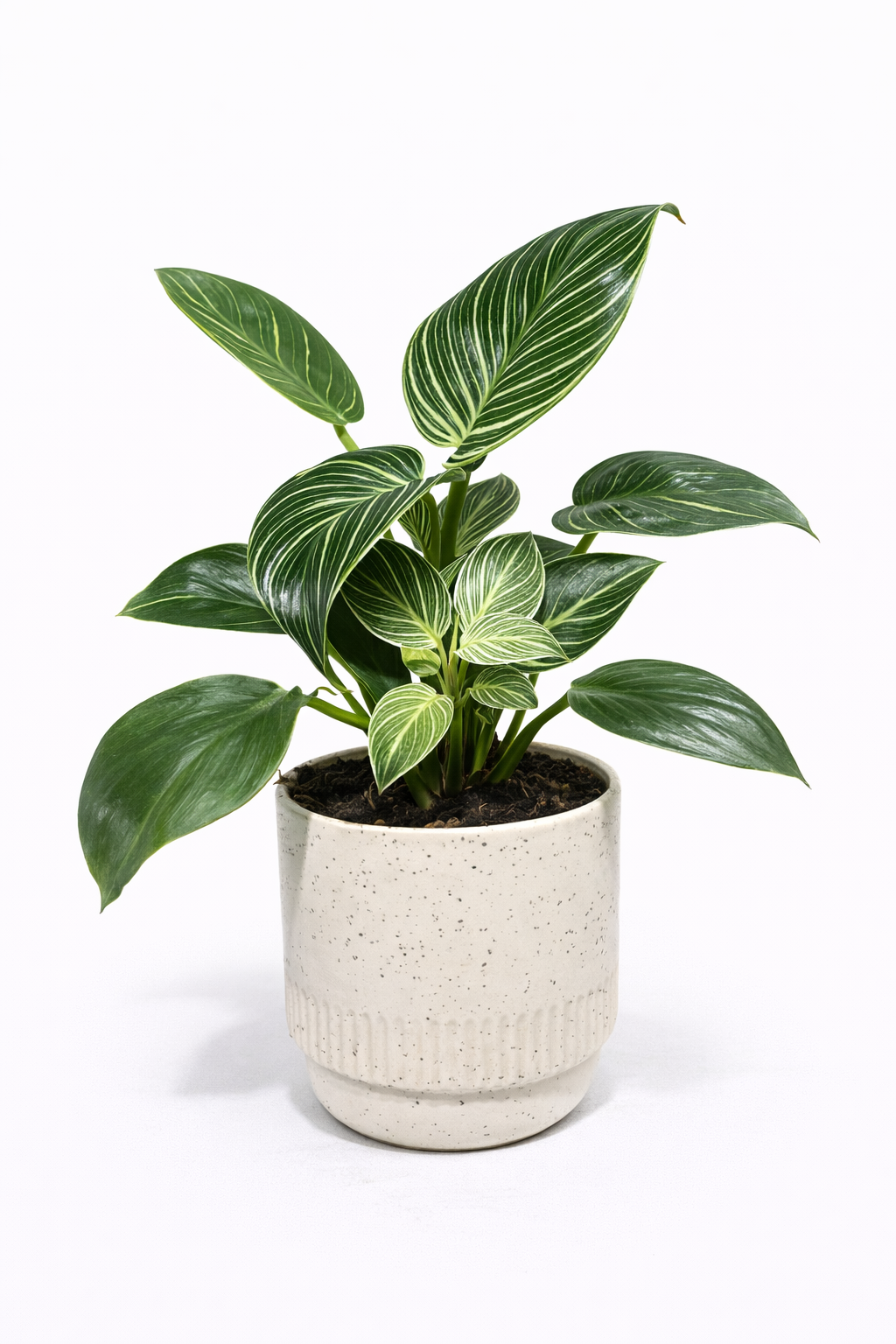 Philodendron Birkin – Indoor Plant in Decorative Pot