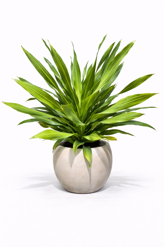 Large Dracaena Plant – Statement Indoor Plant in Decorative Pot