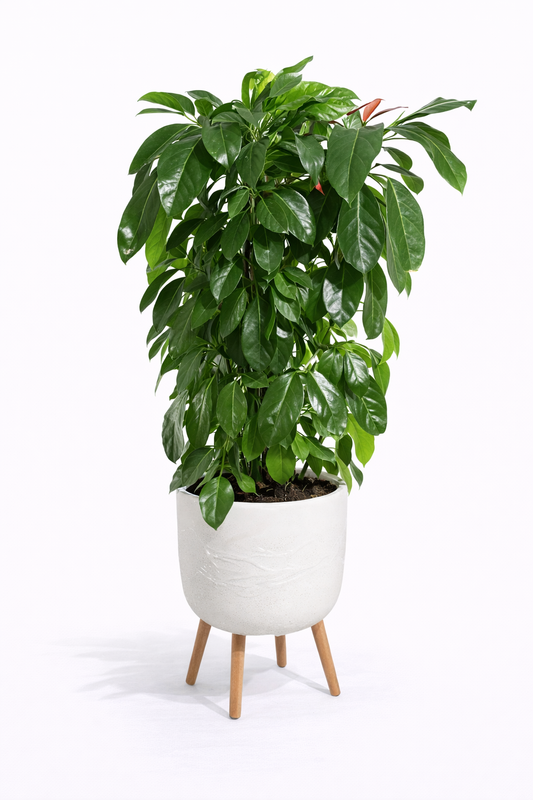 Large Schefflera Plant – Indoor Statement Plant in Decorative Pot