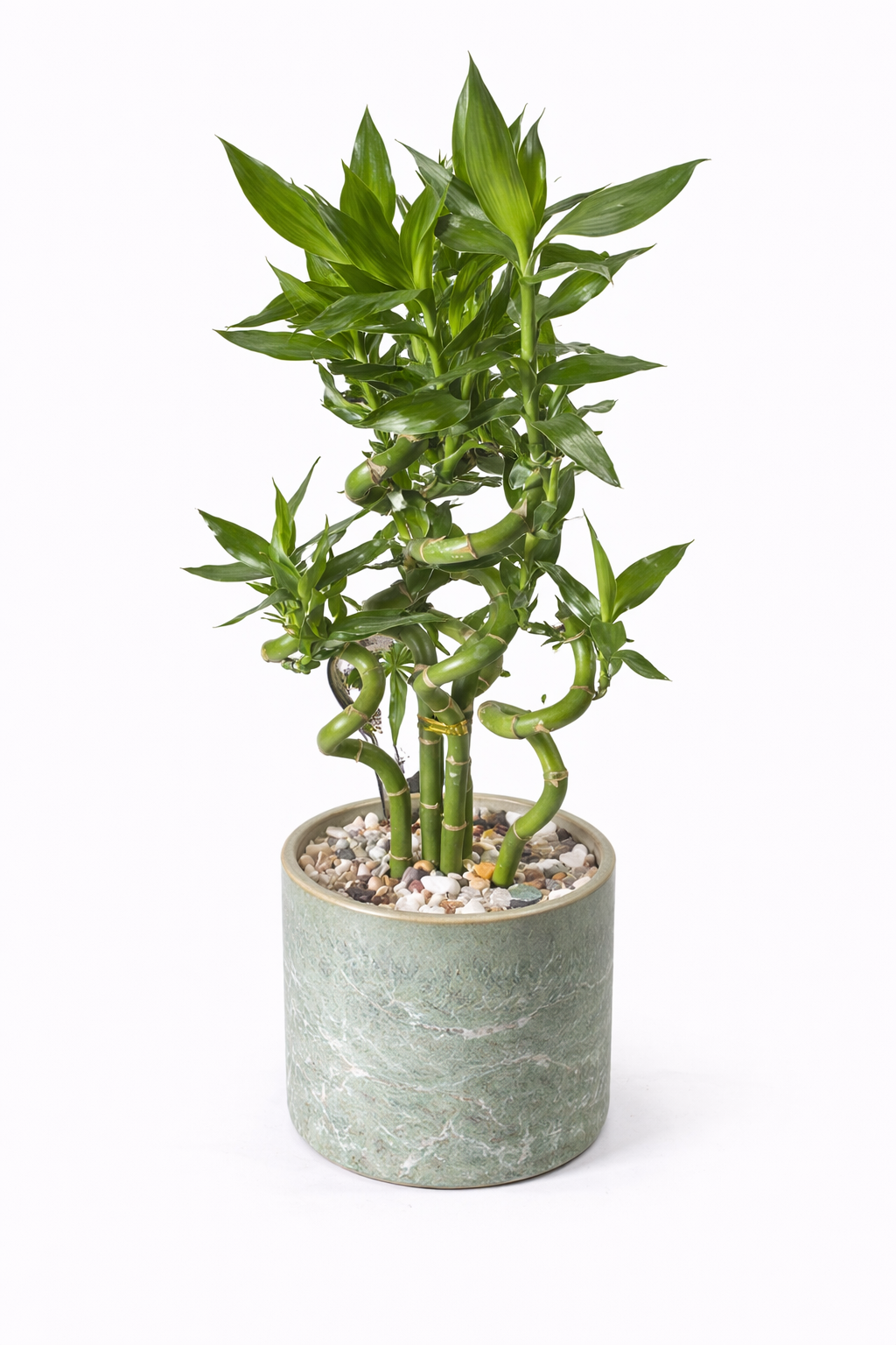 Lucky Bamboo Arrangement – Decorative Indoor Plant in Pot