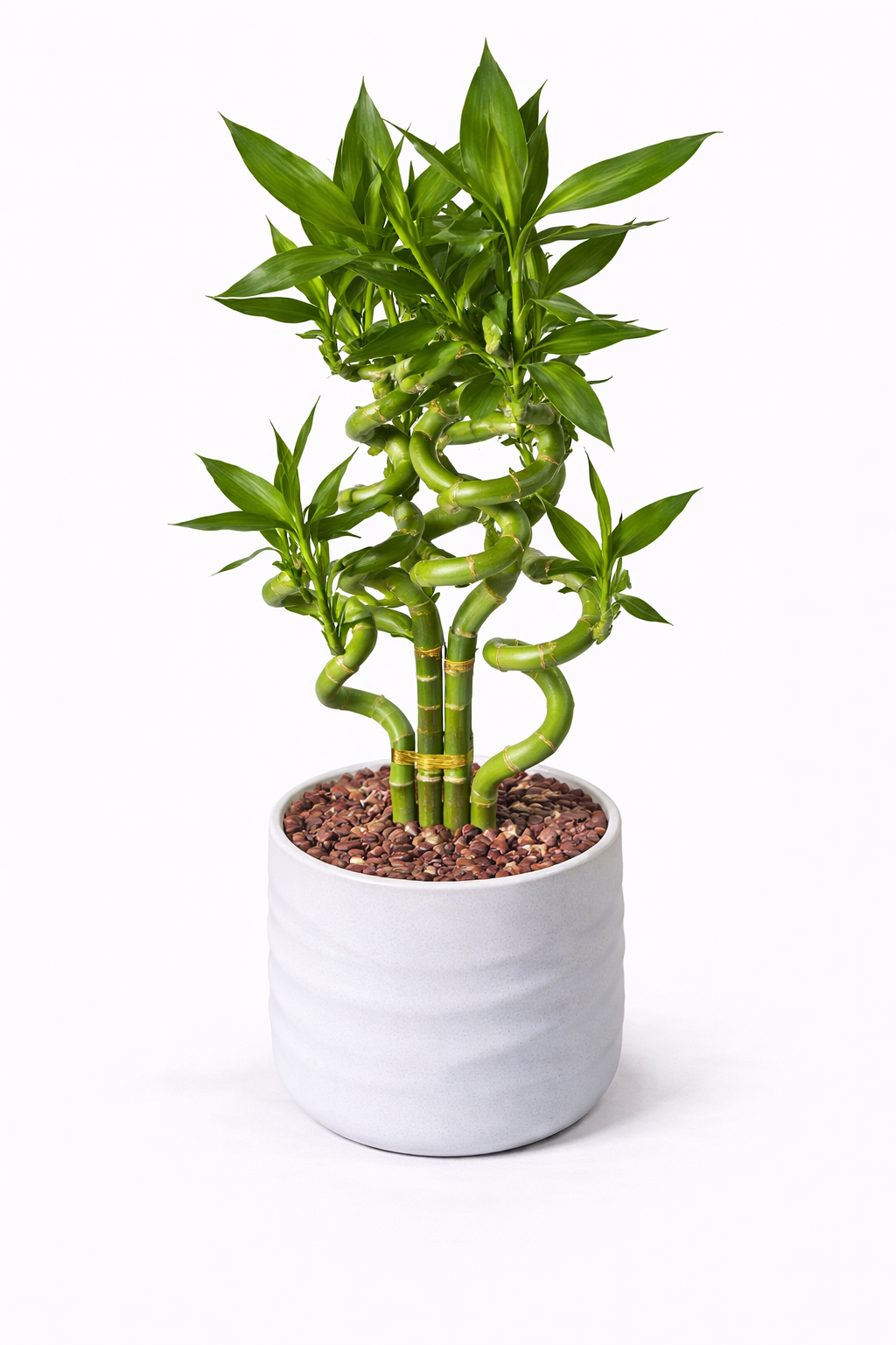 Lucky Bamboo  – Decorative Indoor Plant in Pot
