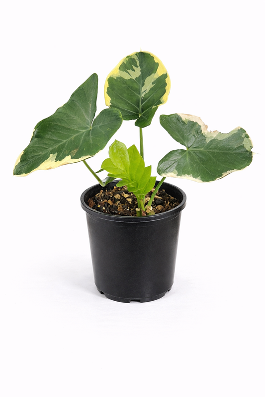 Mickey Mouse Plant – Variegated Tropical Plant in Pot