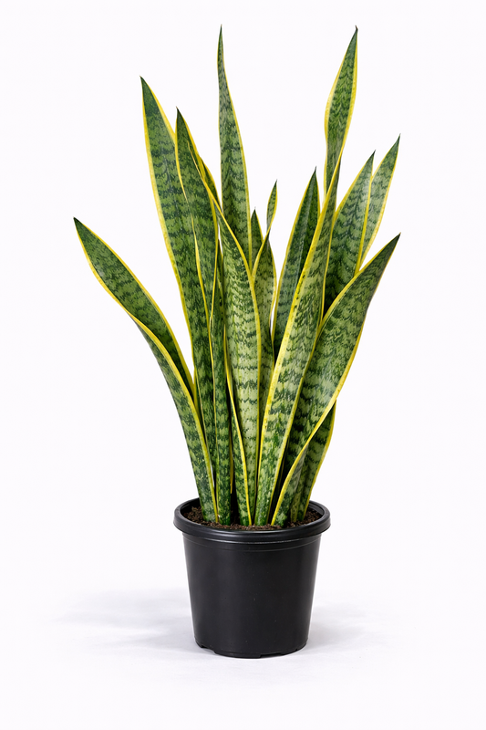 Large Snake Plant – Sansevieria in Pot