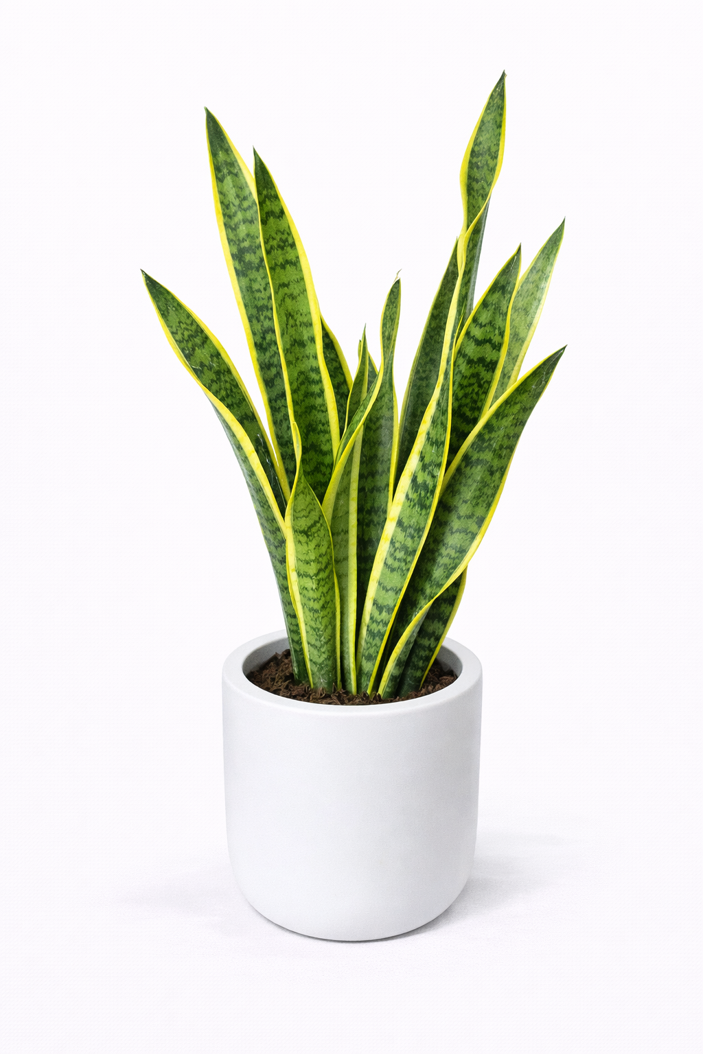 Snake Plant in White Pot – Easy Care Indoor Plant