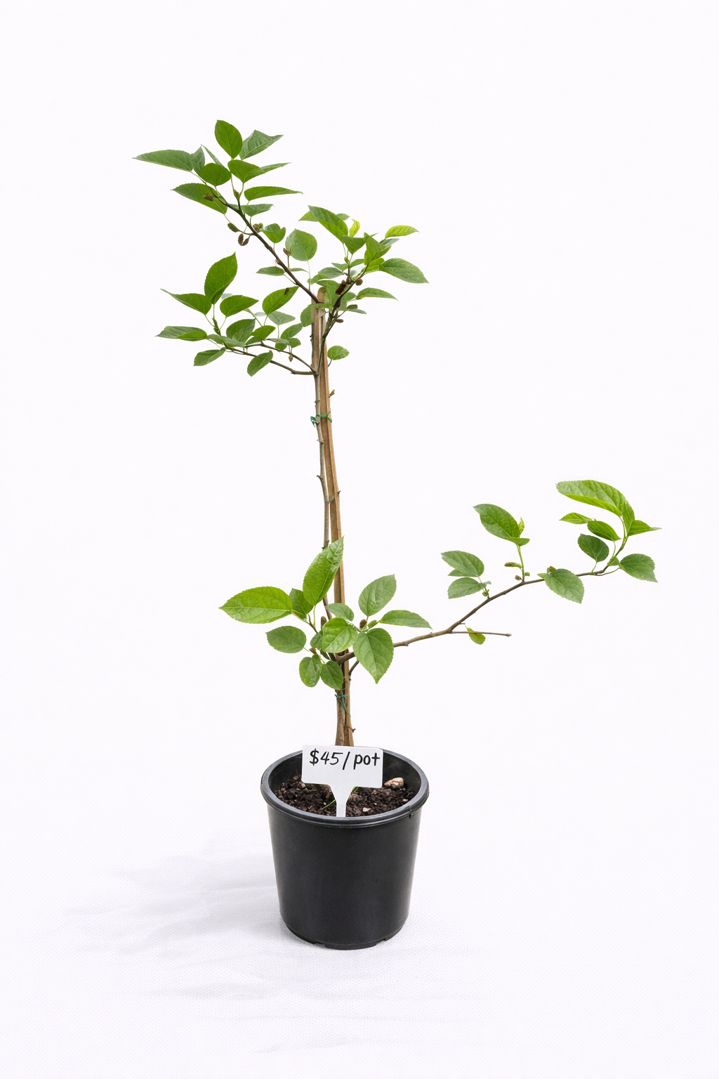 Red Mulberry Tree – Young Fruiting Plant in Pot or Ground