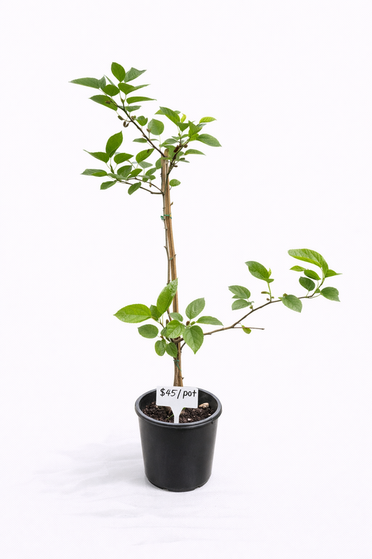 Red Mulberry Tree – Young Fruiting Plant in Pot or Ground