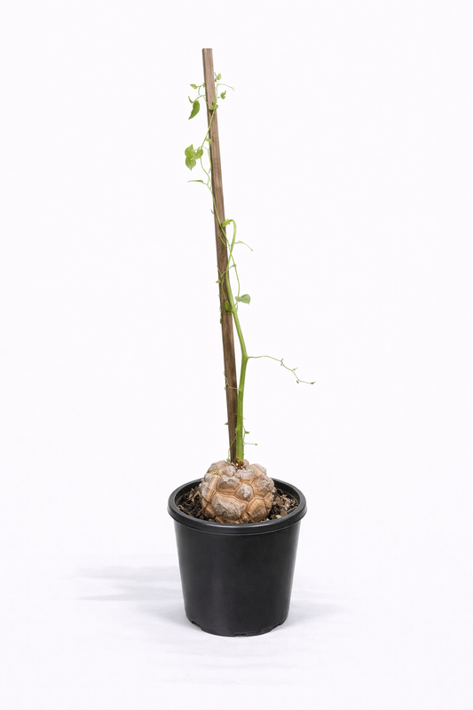 Elephant Foot Plant – Rare Caudex Vine in Pot